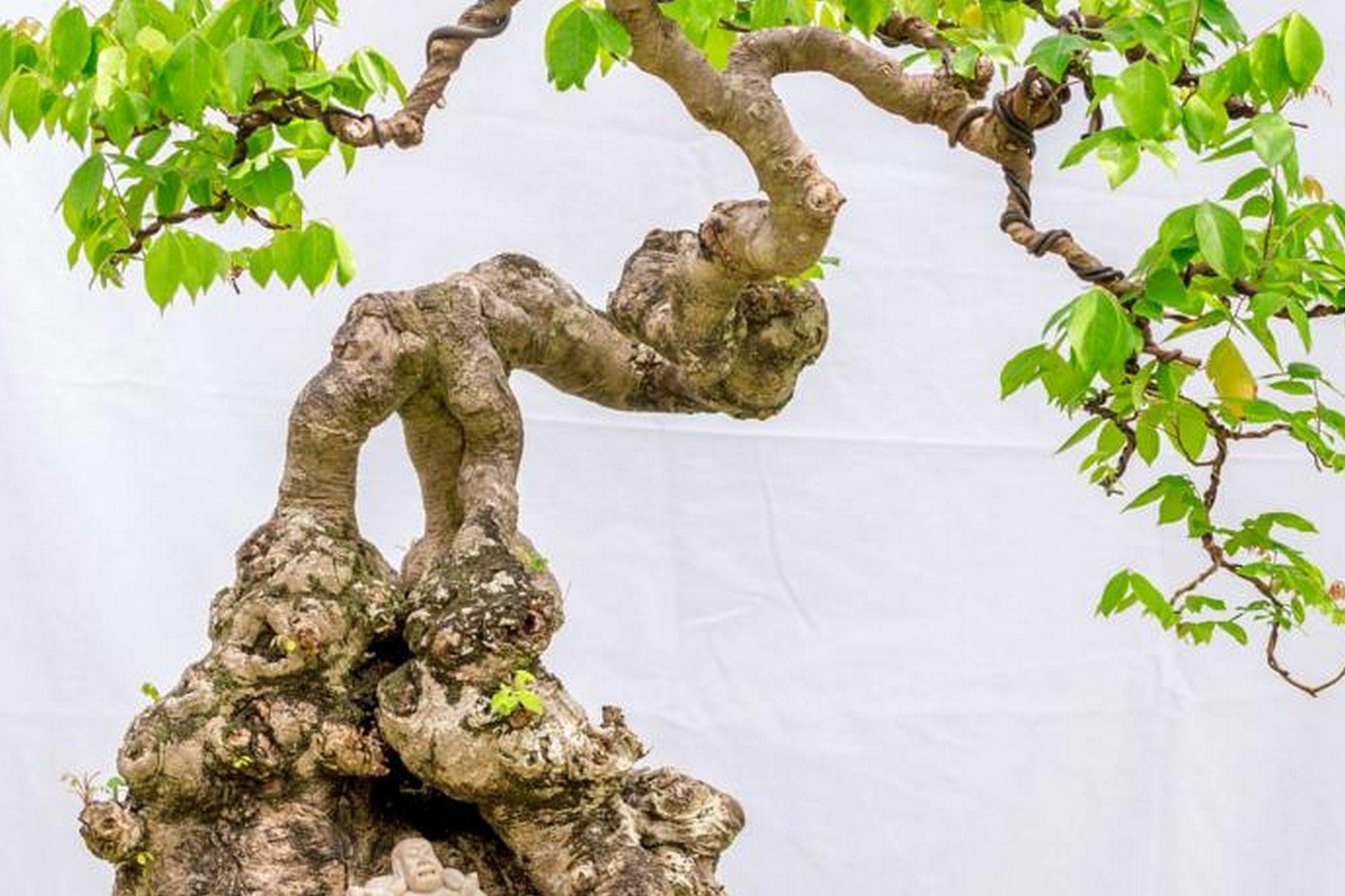 Bonsai Villa Hoi An Dış mekan fotoğraf